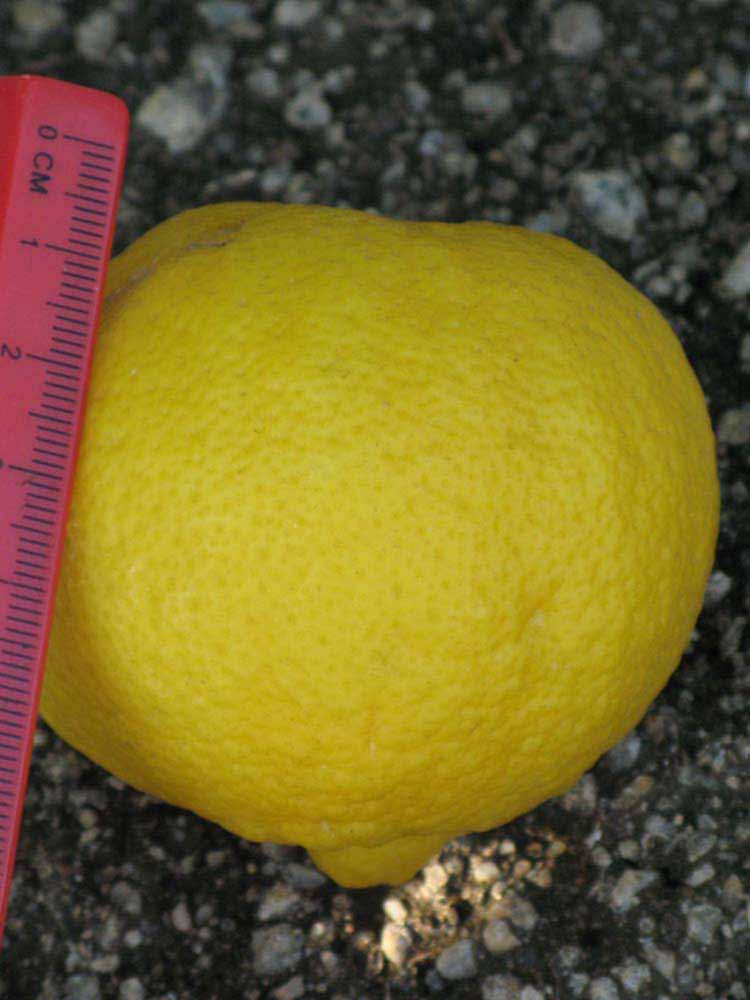            Fruit (Riverside, CA)   